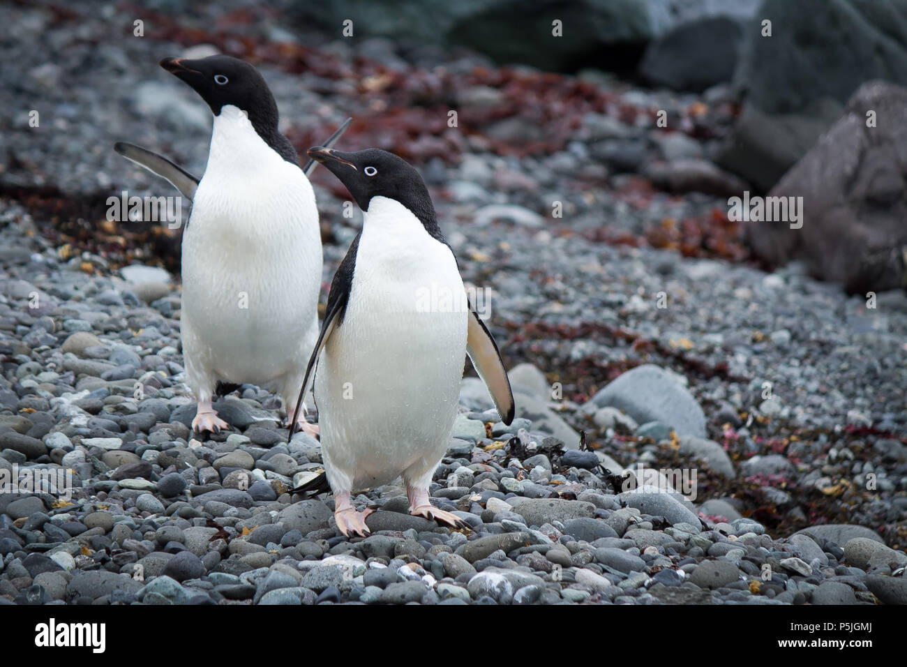 Watschel Der Pinguine Fotos Und Bildmaterial In Hoher Aufl Sung Alamy