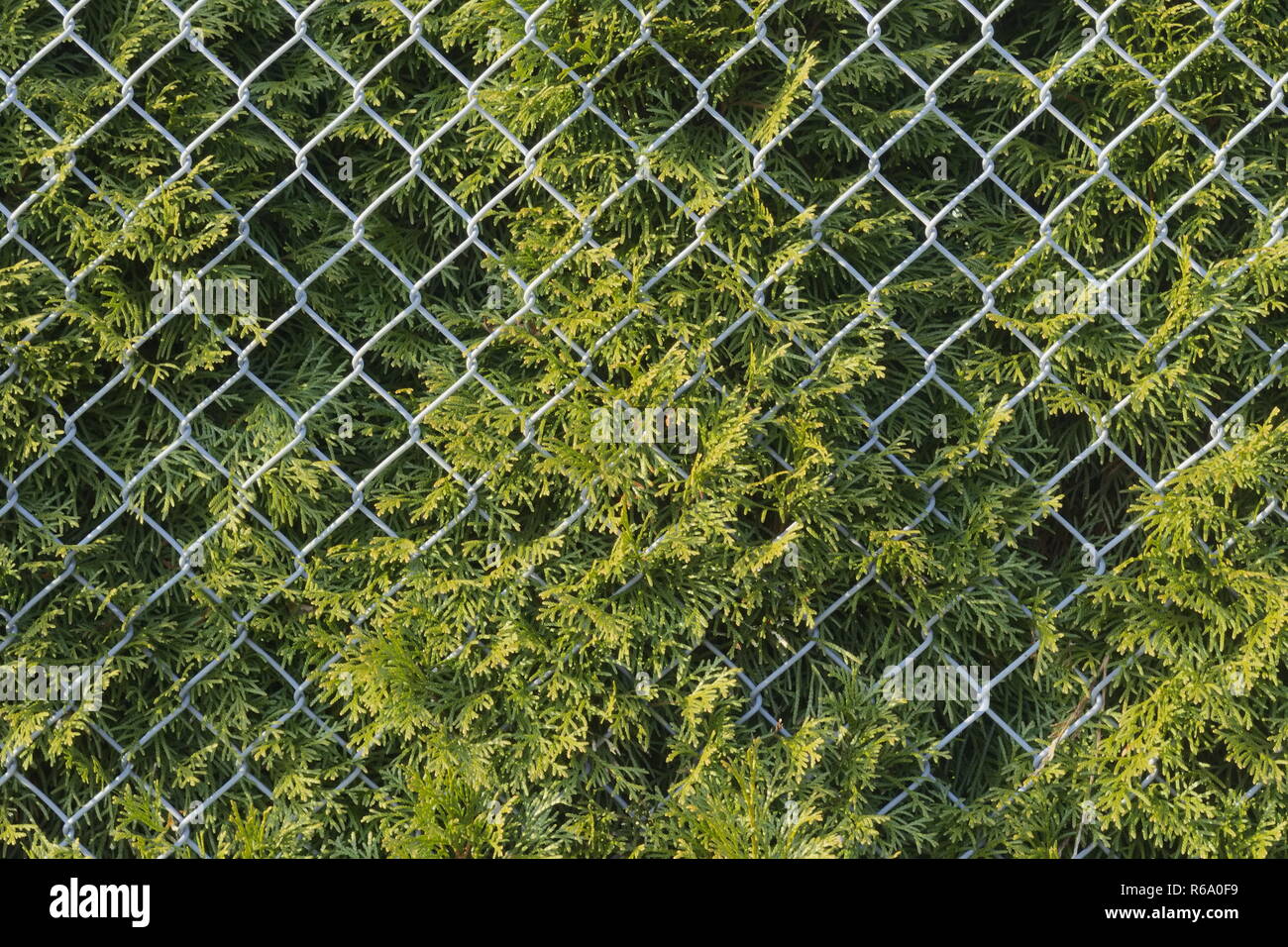 Hedge Fence Fotos Und Bildmaterial In Hoher Aufl Sung Alamy