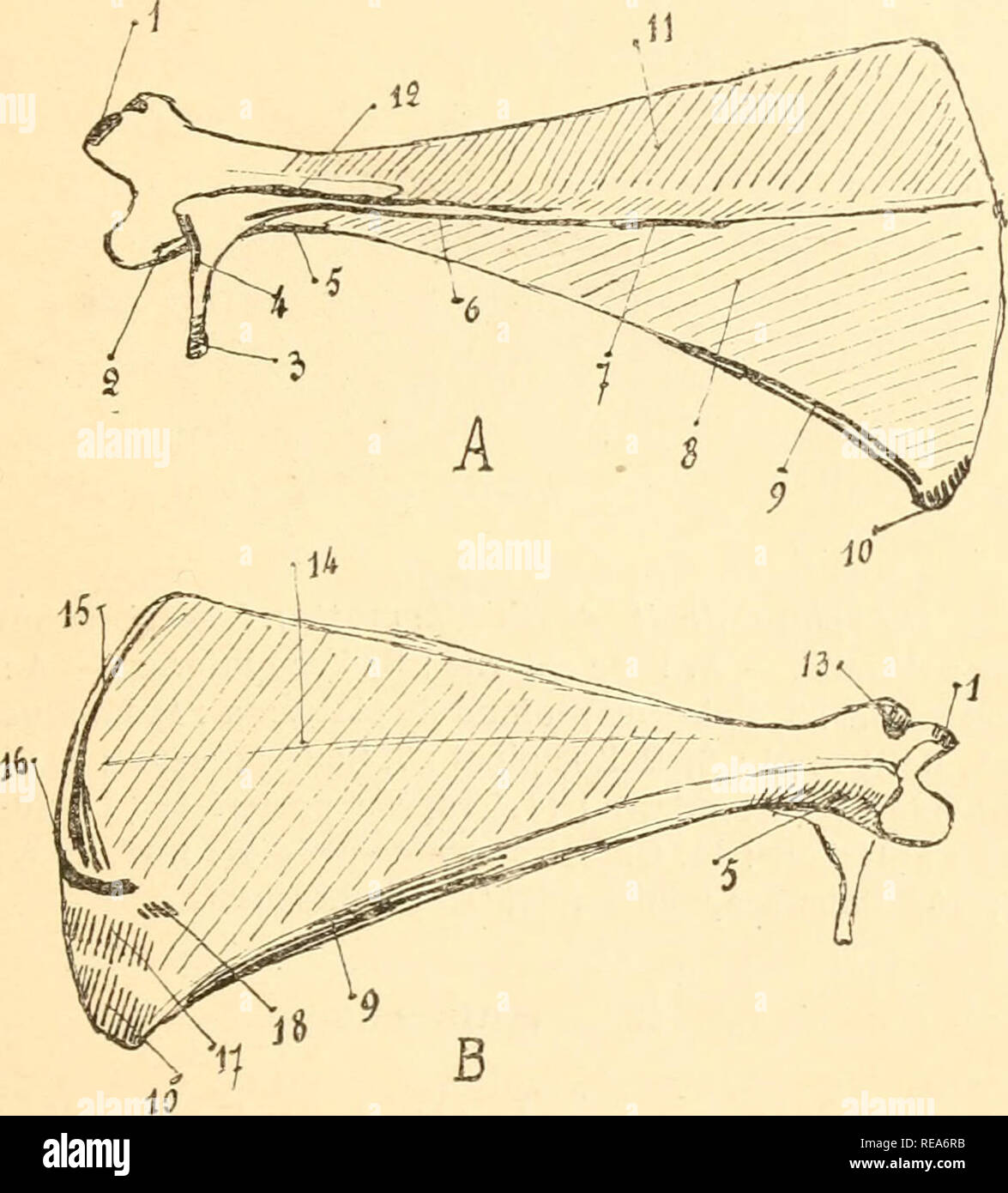 Beitrag La Myologie Des Rongeure Nagetiere Anatomie