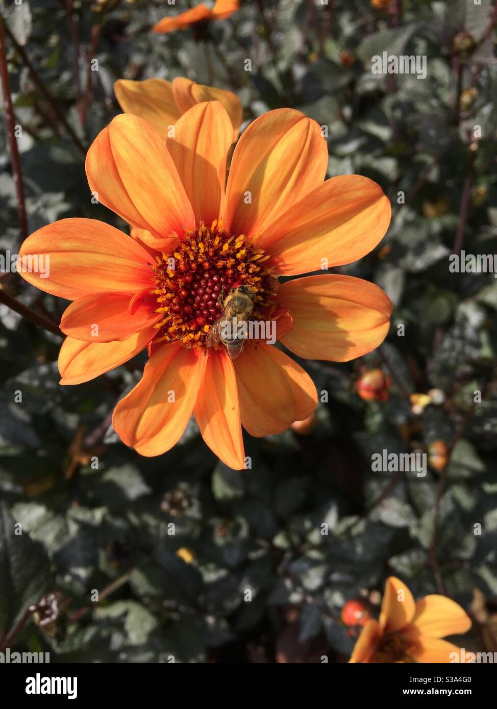 Dahlie Mit Dunklem Laub Fotos Und Bildmaterial In Hoher Aufl Sung Alamy