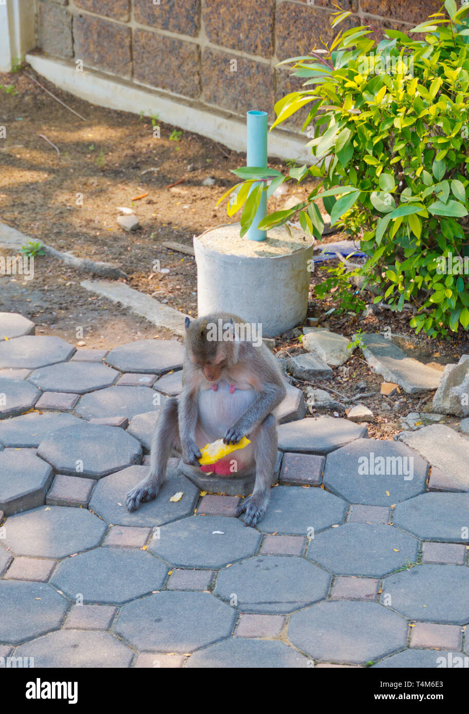 Makakenaffe thailand Fotos und Bildmaterial in hoher Auflösung Alamy