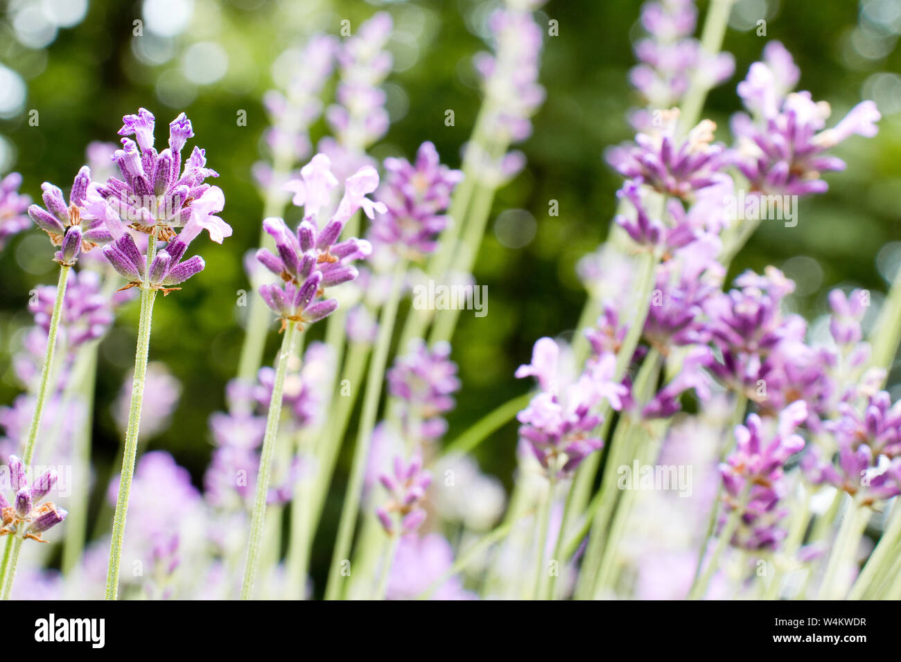 Lamiaceae Lavendel Fotos Und Bildmaterial In Hoher Aufl Sung Alamy