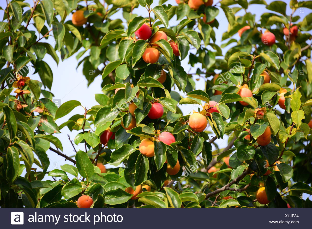 Kaki Baum An Spanien Stockfoto Bild 276387528 Alamy