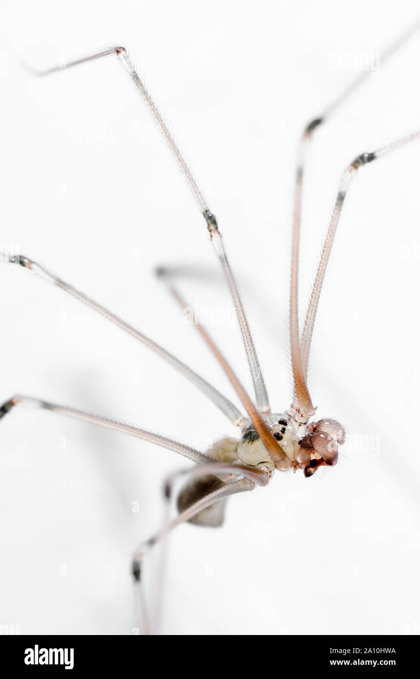 Pholcidae Pholcus Phalangioides Macro De Ara A De Bodega Ara A De