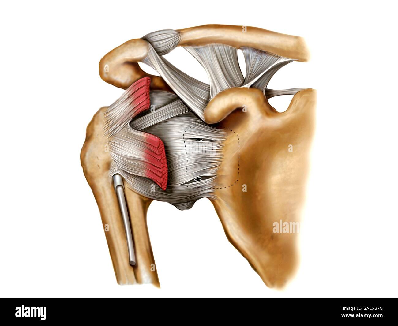 Ilustración de la articulación del hombro Esta vista anterior