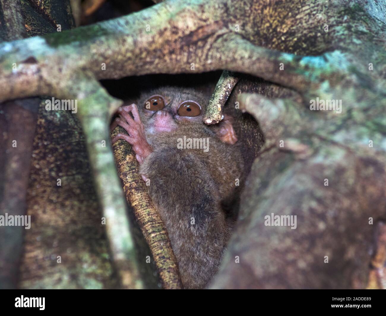 Tarsier espectral Tarsius tarsier en un árbol Estos pequeños