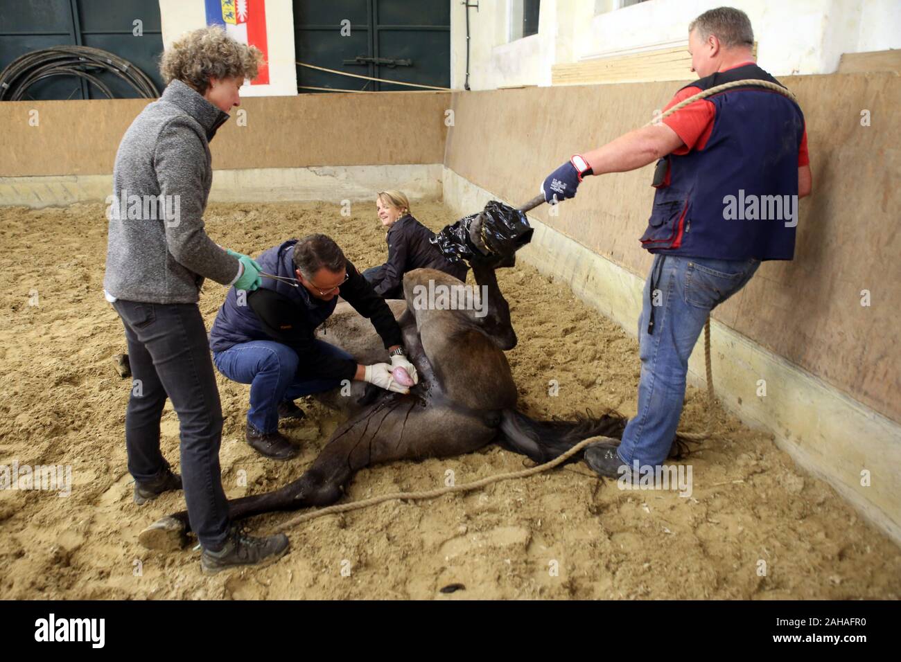 Extirpación de testículos fotografías e imágenes de alta resolución Alamy