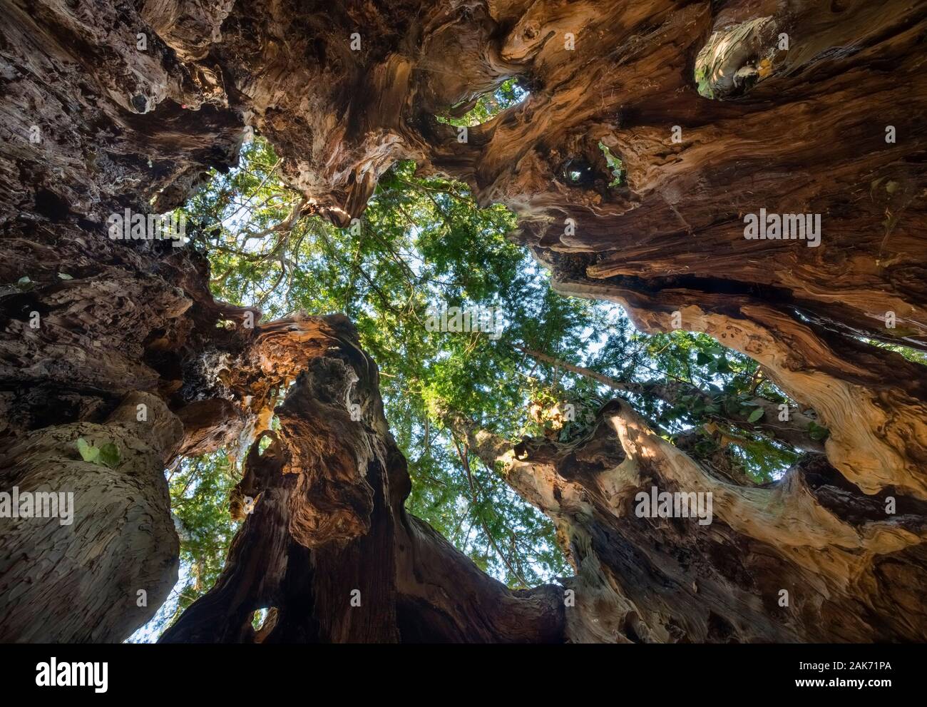 Tejo antiguo fotografías e imágenes de alta resolución Alamy