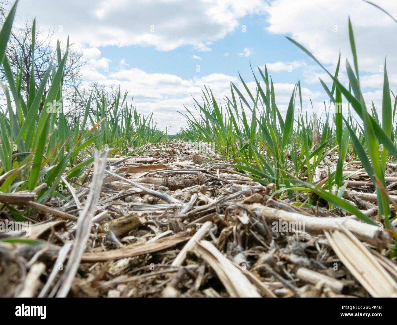 Fotograf A A Nivel Del Suelo De Centeno Perenne En Hileras Plantadas En