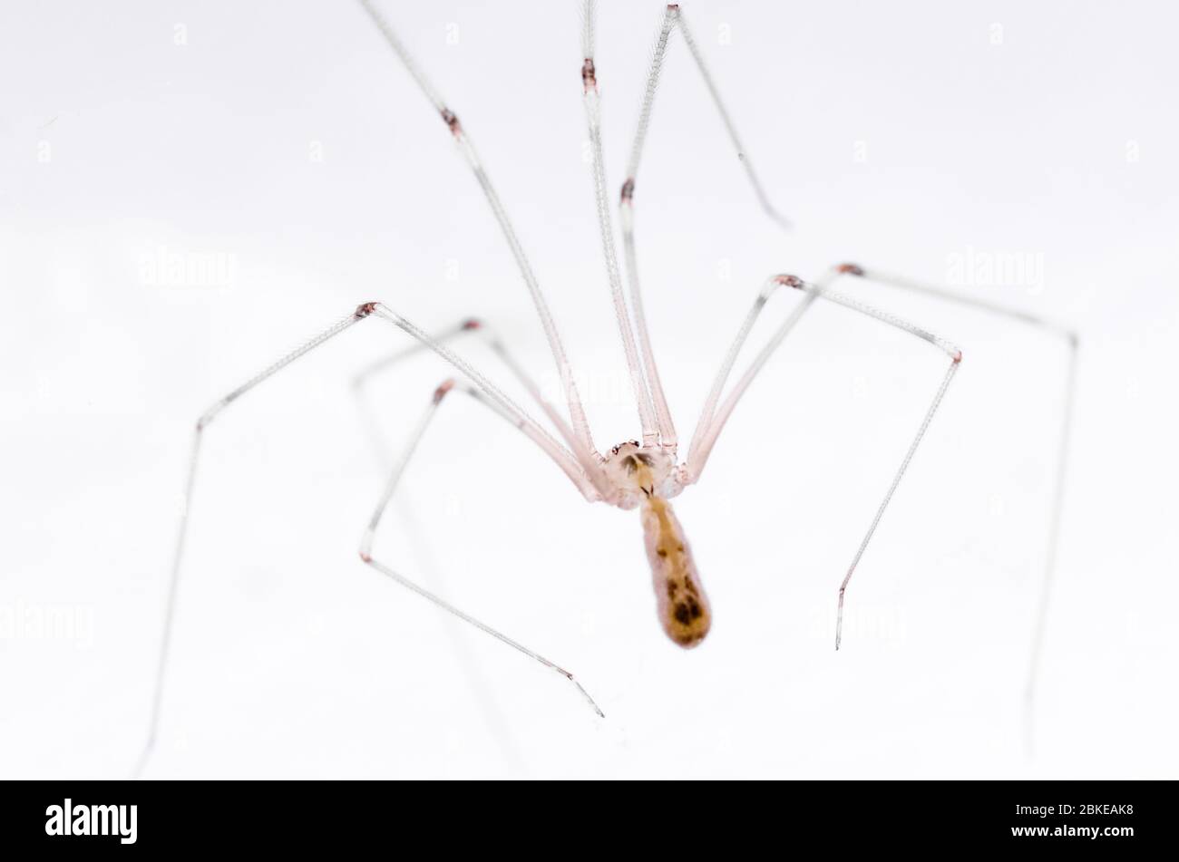 Pholcidae Pholcus Phalangioides Macro De Ara A De Bodega Ara A De