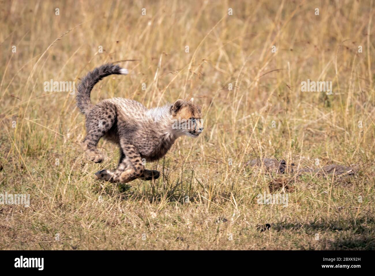 Cachorro de guepardo corriendo fotografías e imágenes de alta