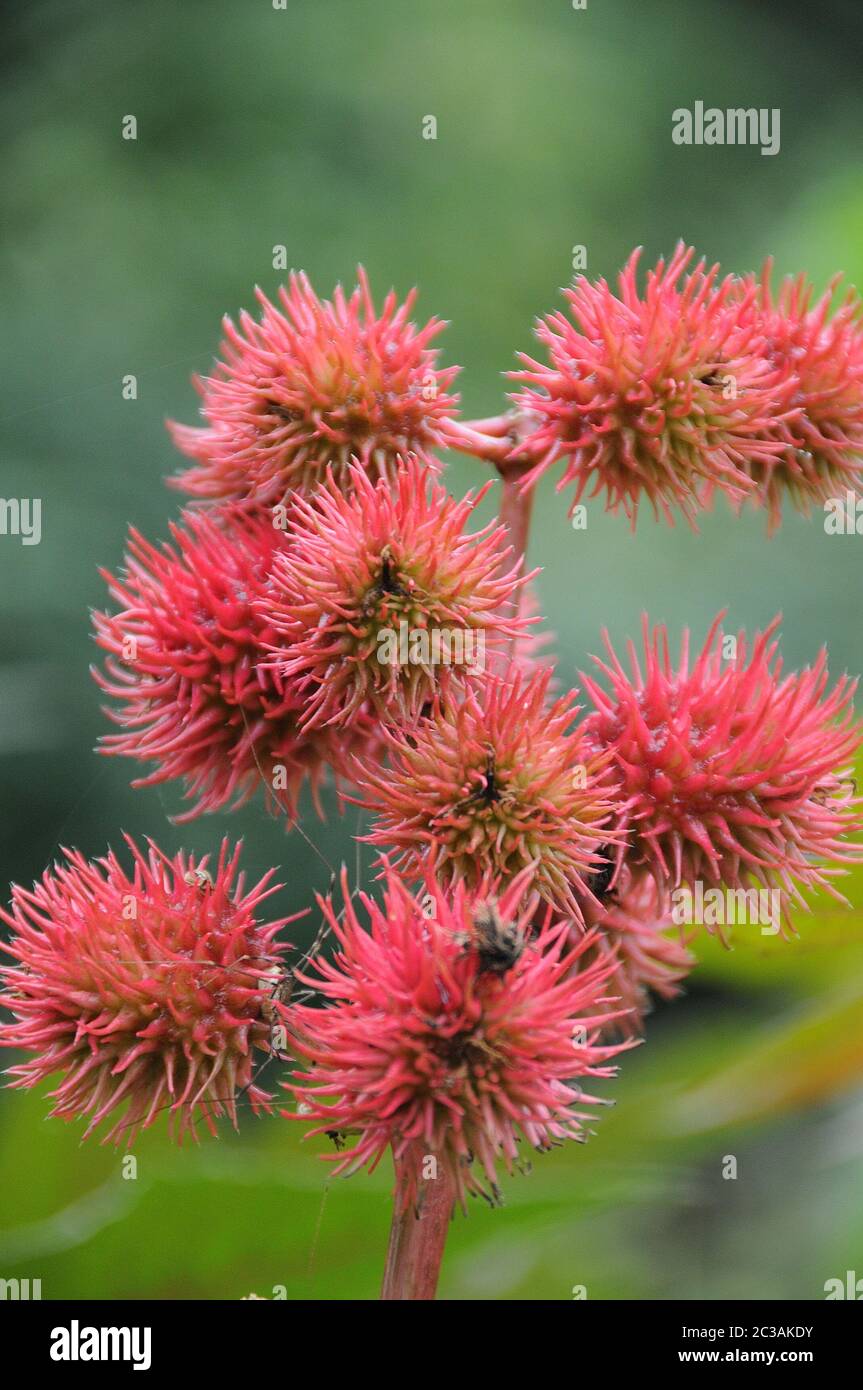 Planta De Color Rojo Fotograf As E Im Genes De Alta Resoluci N Alamy