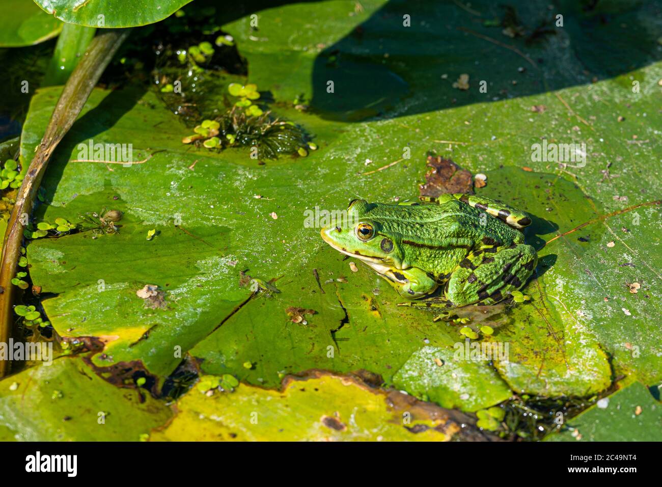 Una Rana Verde Comestible Pelophylax Kl Esculentus En Una Hoja De