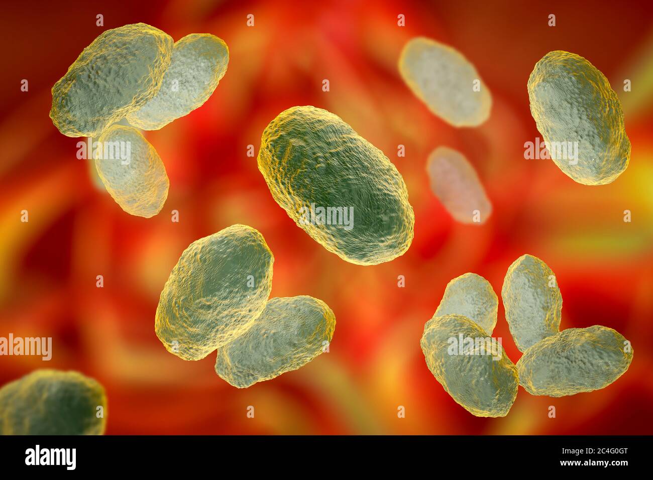 Haemophilus influenzae bacteria fotografías e imágenes de alta