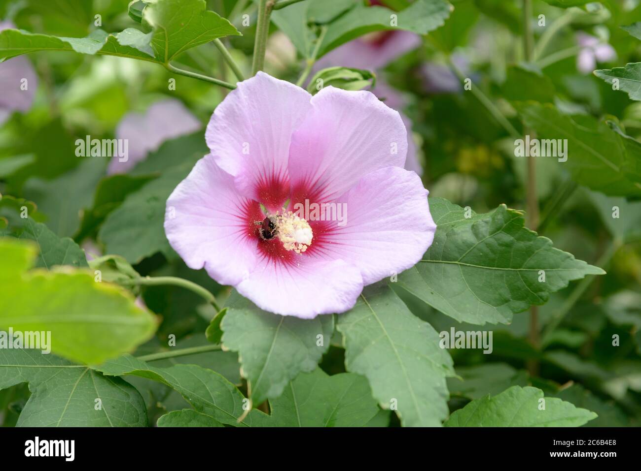 Hibiscus Resi Fotograf As E Im Genes De Alta Resoluci N Alamy