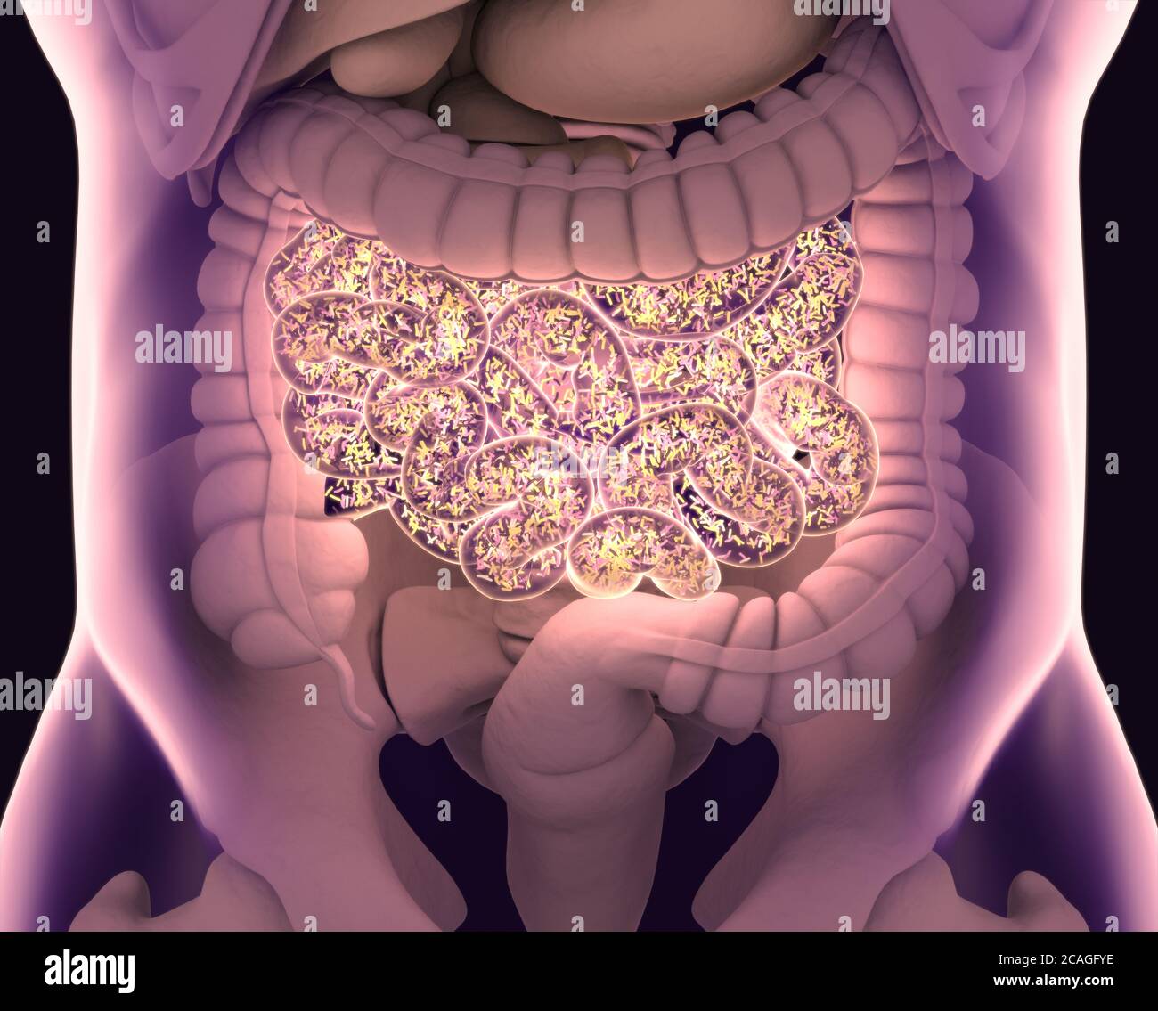 Bacterias Intestinales Flora Intestinal Microbioma Bacterias Dentro