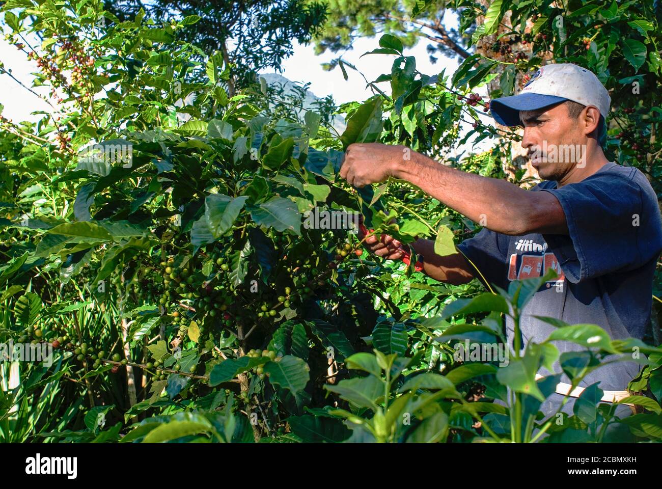 Am Rica Central El Salvador El Paste Un Trabajador Recorta Los