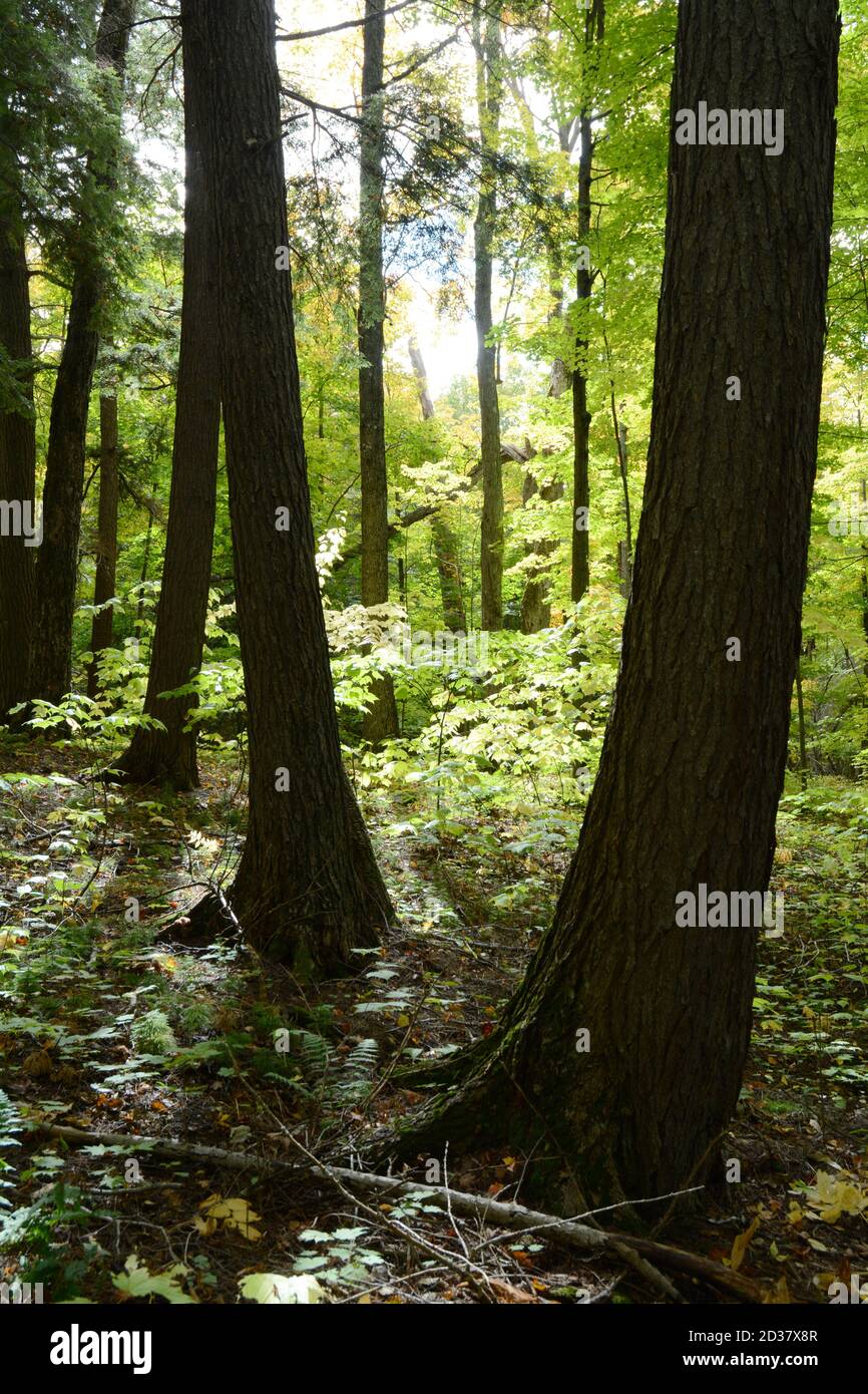 Colores otoñales en un bosque mixto de coníferas y caducifolios en el