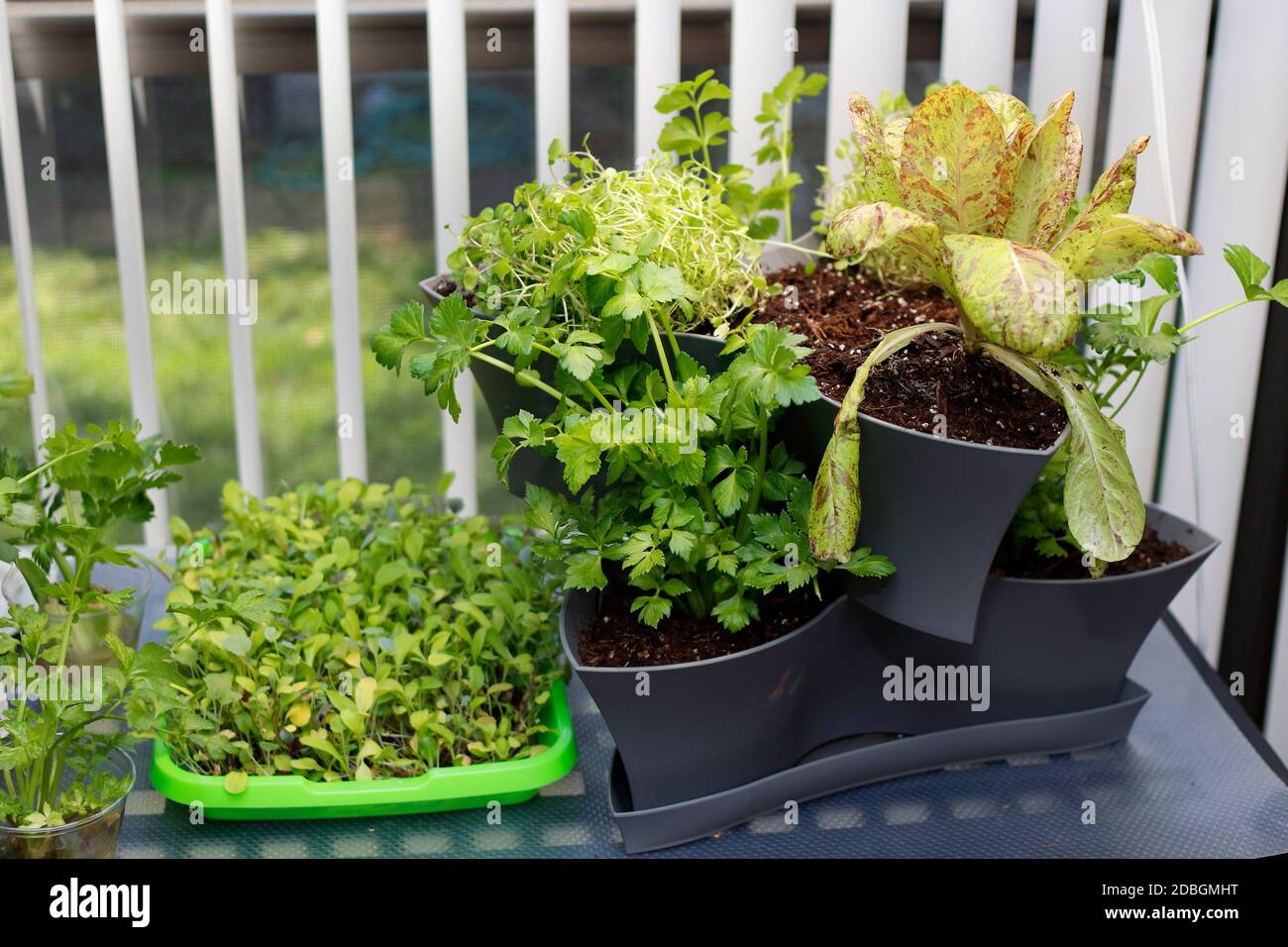 Temporada De Primavera Jardinero Principiante Comenzando Comida