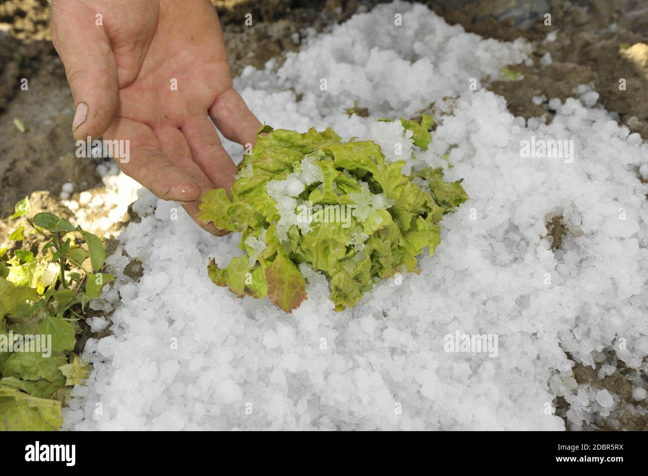 daño por granizo en los cultivos de ensalada agricultor mostrando