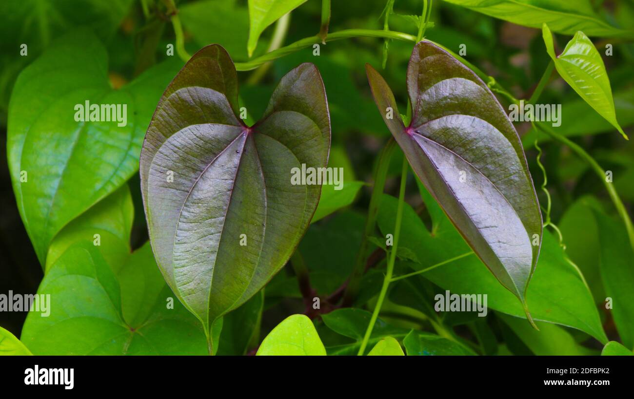 Hermosas Hojas De Patata De Rbol El Nombre De Dioscorea Alata