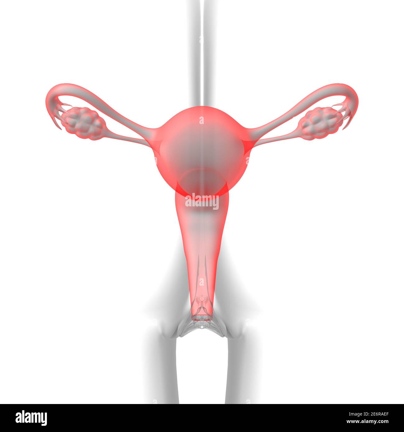 Anatomía del sistema reproductor femenino para el concepto médico