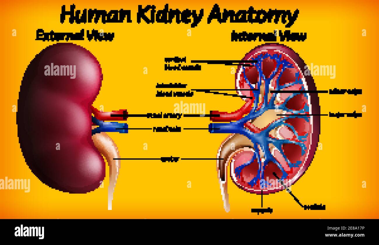 Anatomía del riñón humano ilustración diagrama Imagen Vector de stock