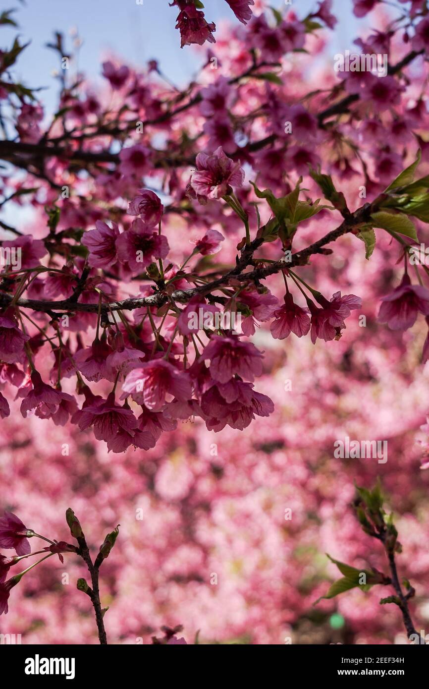 P Secta Cerasus Fotograf As E Im Genes De Alta Resoluci N Alamy