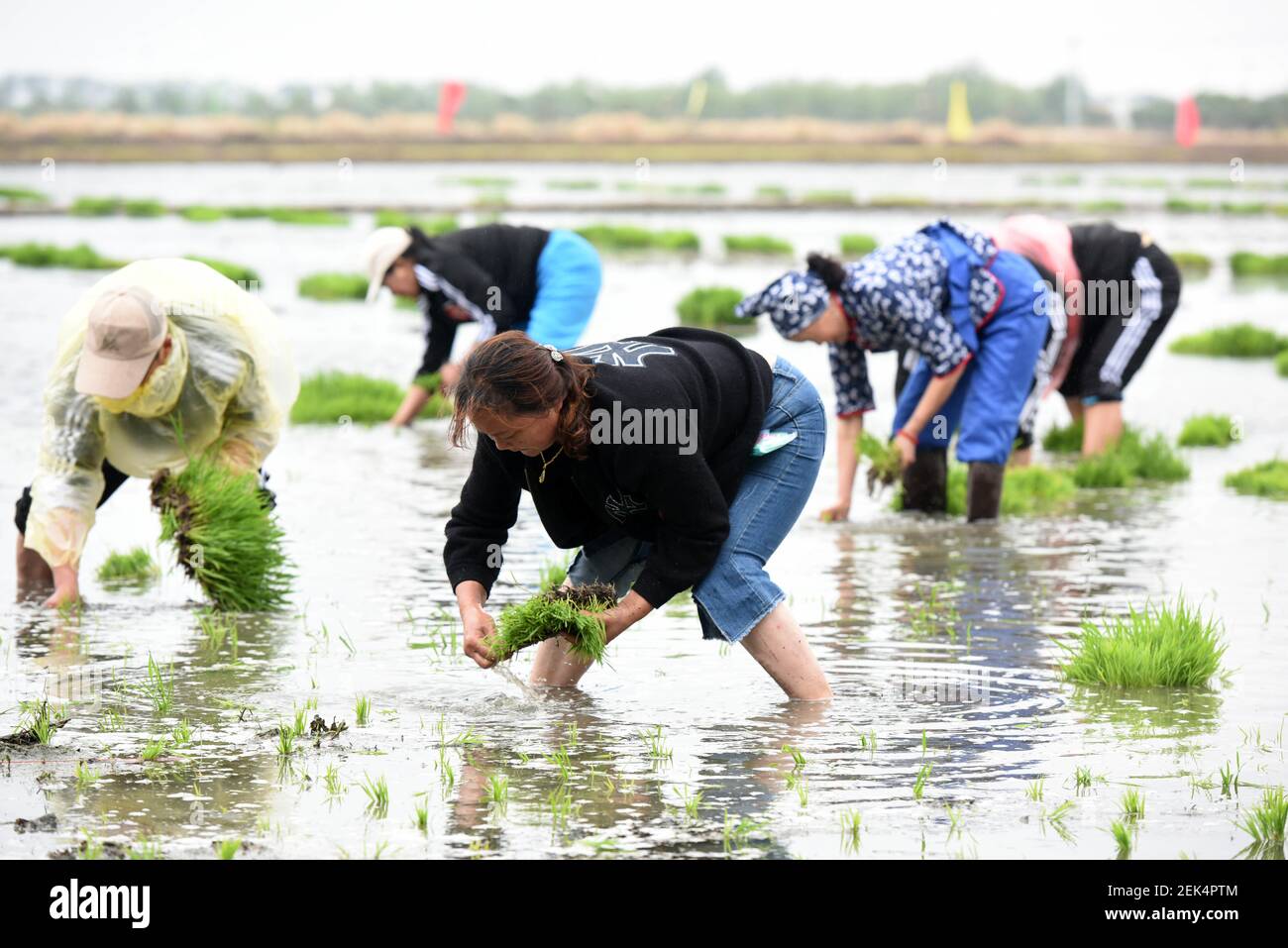 Jiangsu China Los Aldeanos Y Turistas Locales Compiten Para Plantar