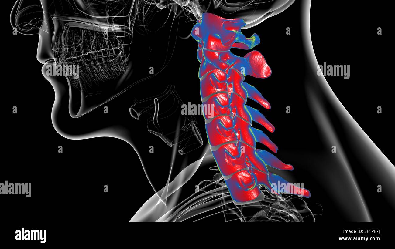 Esqueleto humano columna vertebral vértebras cervicales Anatomía 3D