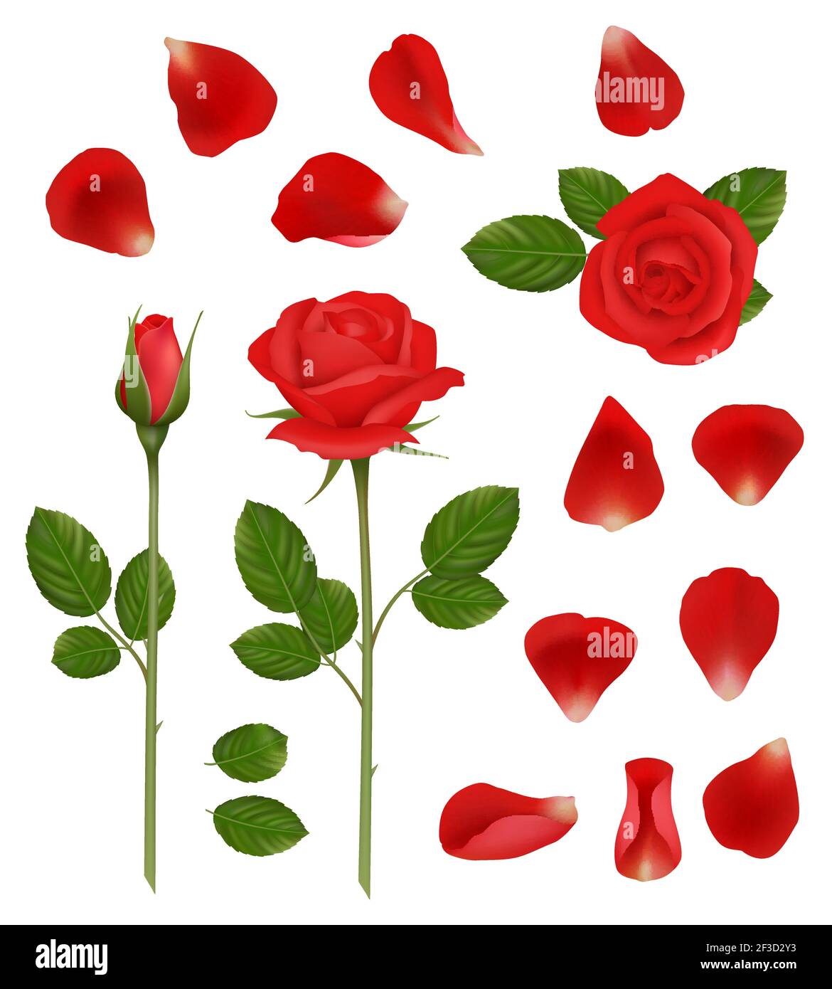 Rosas Rojas Hermosas Flores Rom Nticas Brotes Y P Talos Hojas