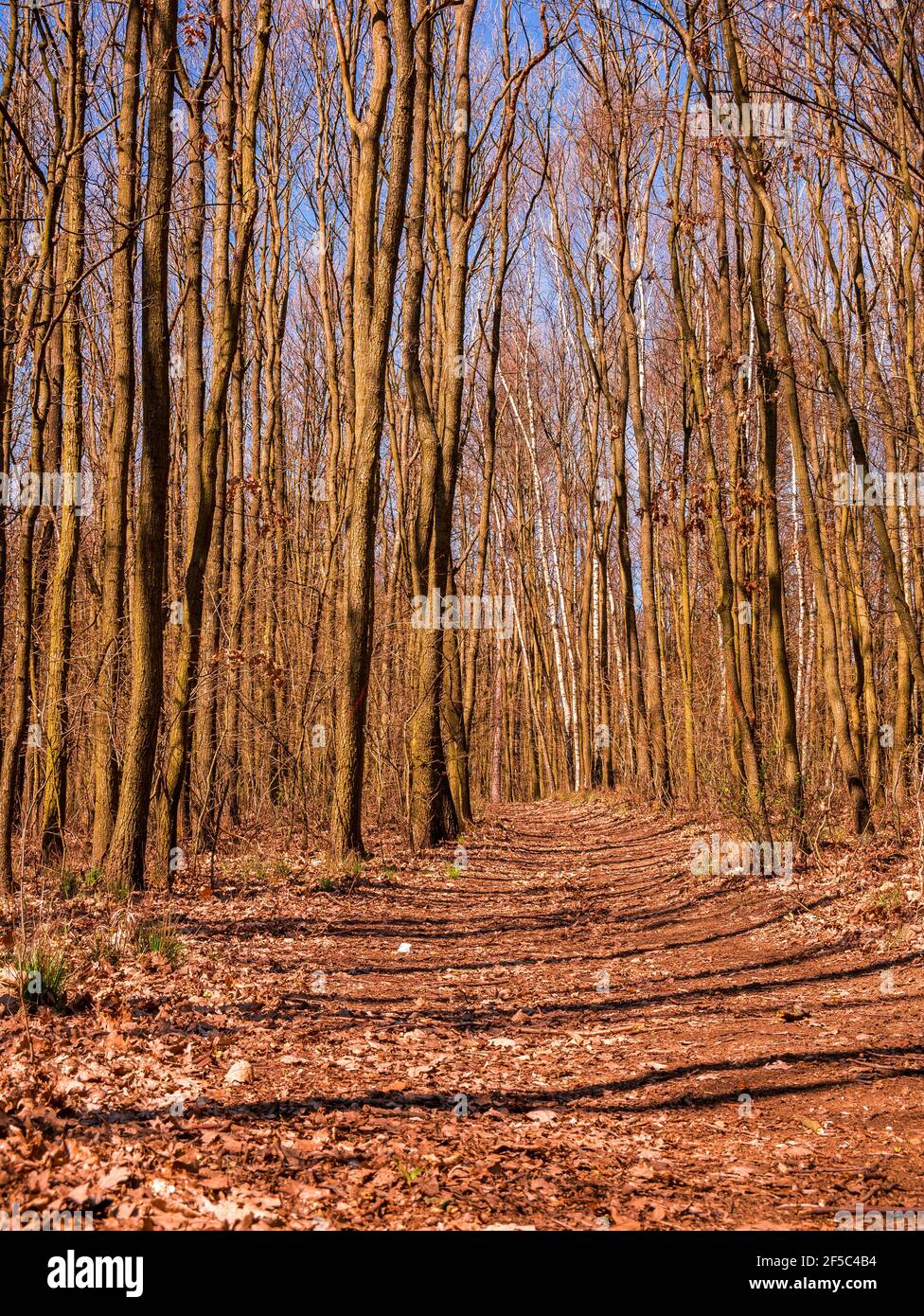 Bosque Iluminado Por El Sol Fotograf As E Im Genes De Alta Resoluci N