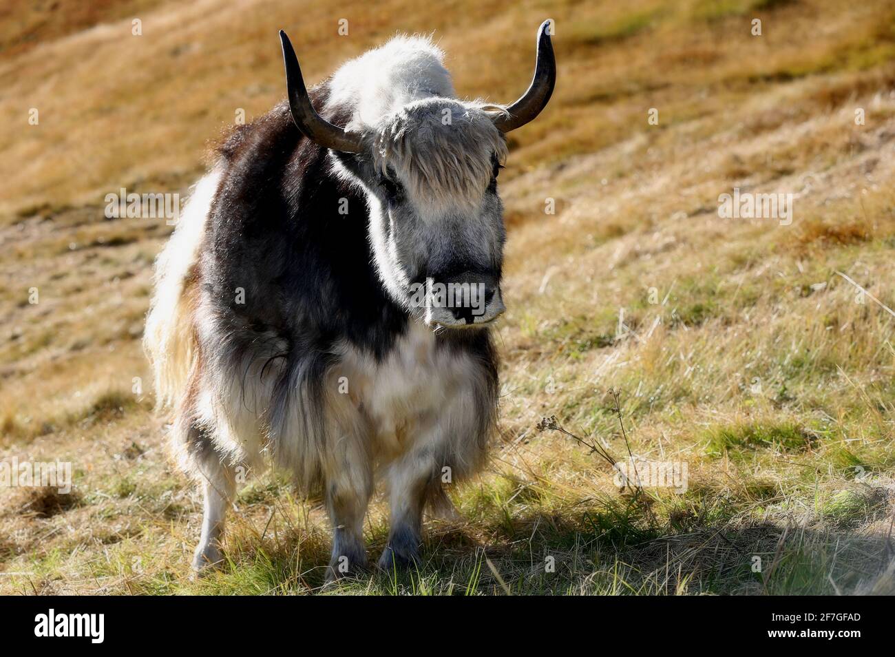 Yak en den bergen fotografías e imágenes de alta resolución Alamy