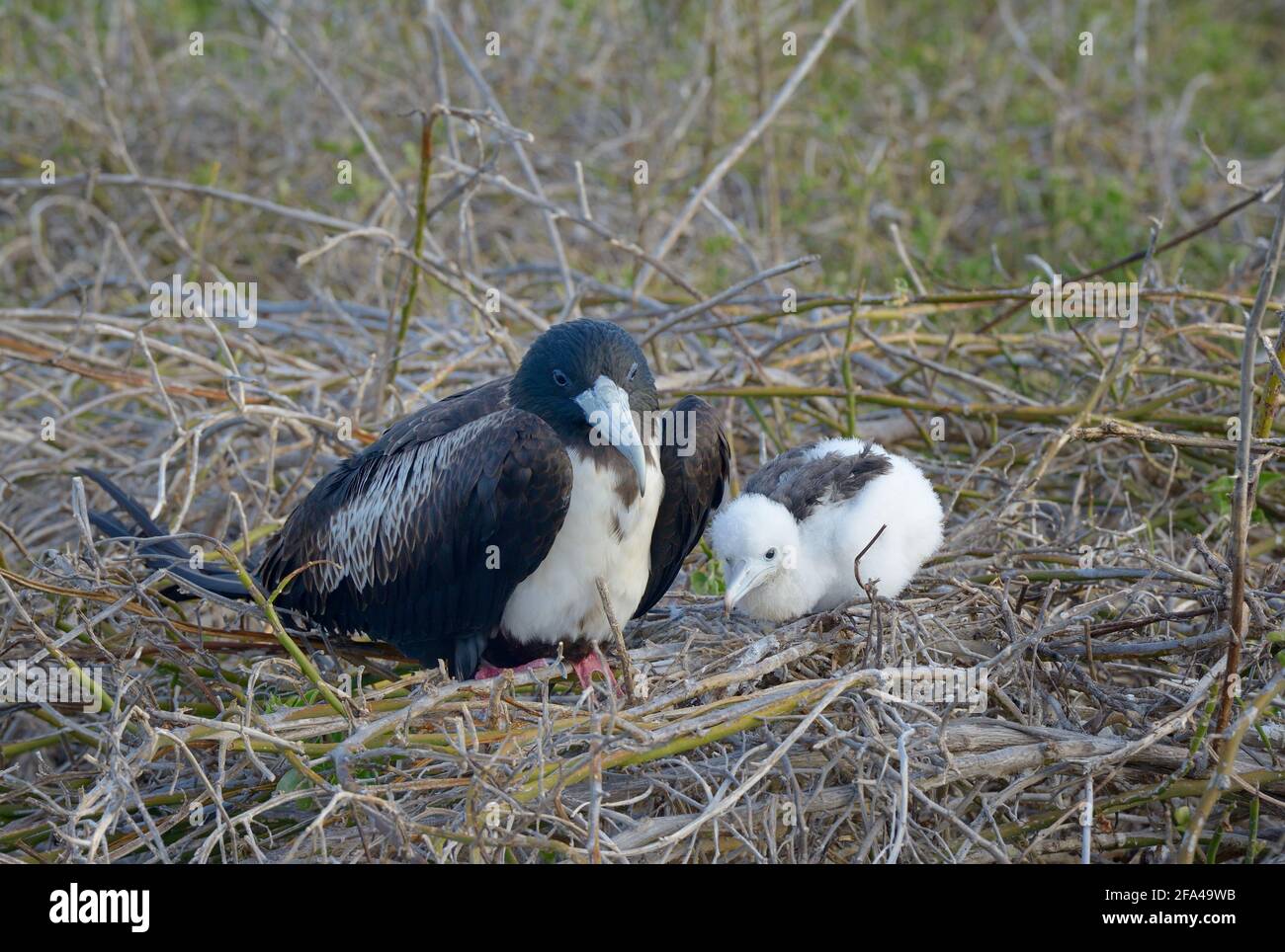 Magnificent Frigatebird Fregata Magnificens Hembra Y Pollito En Nido