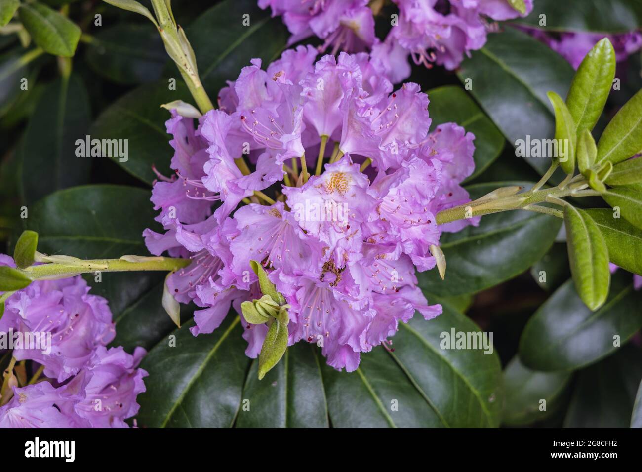 Flores De Rododendros En El Jard N Variedad Calloed Cunninghams Blanco