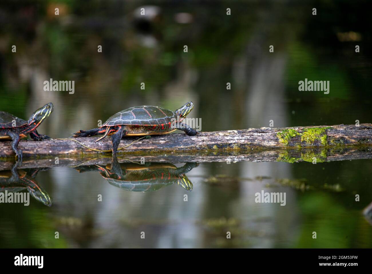 La Tortuga Pintada Chrysemys Picta Es La Tortuga Nativa M S Extendida