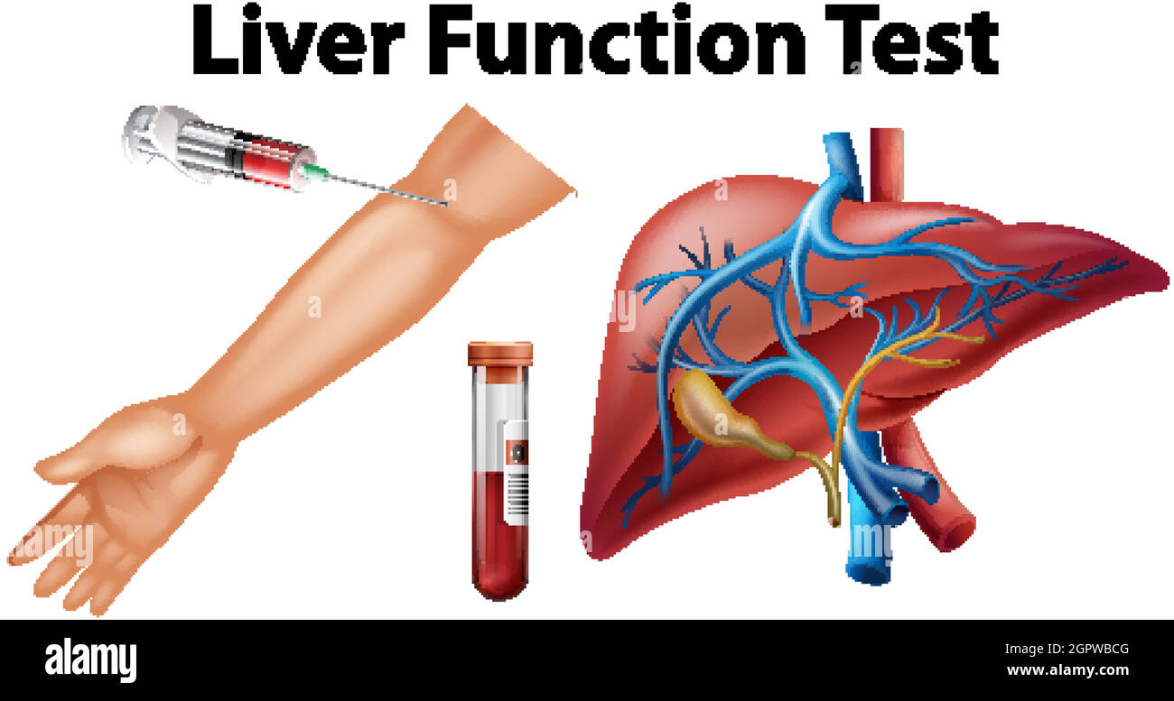 Conjunto De Pruebas De La Funci N Hep Tica Para La Educaci N Imagen