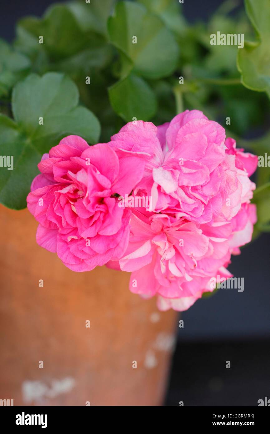 Pelargonium peltatum sybil casas fotografías e imágenes de alta