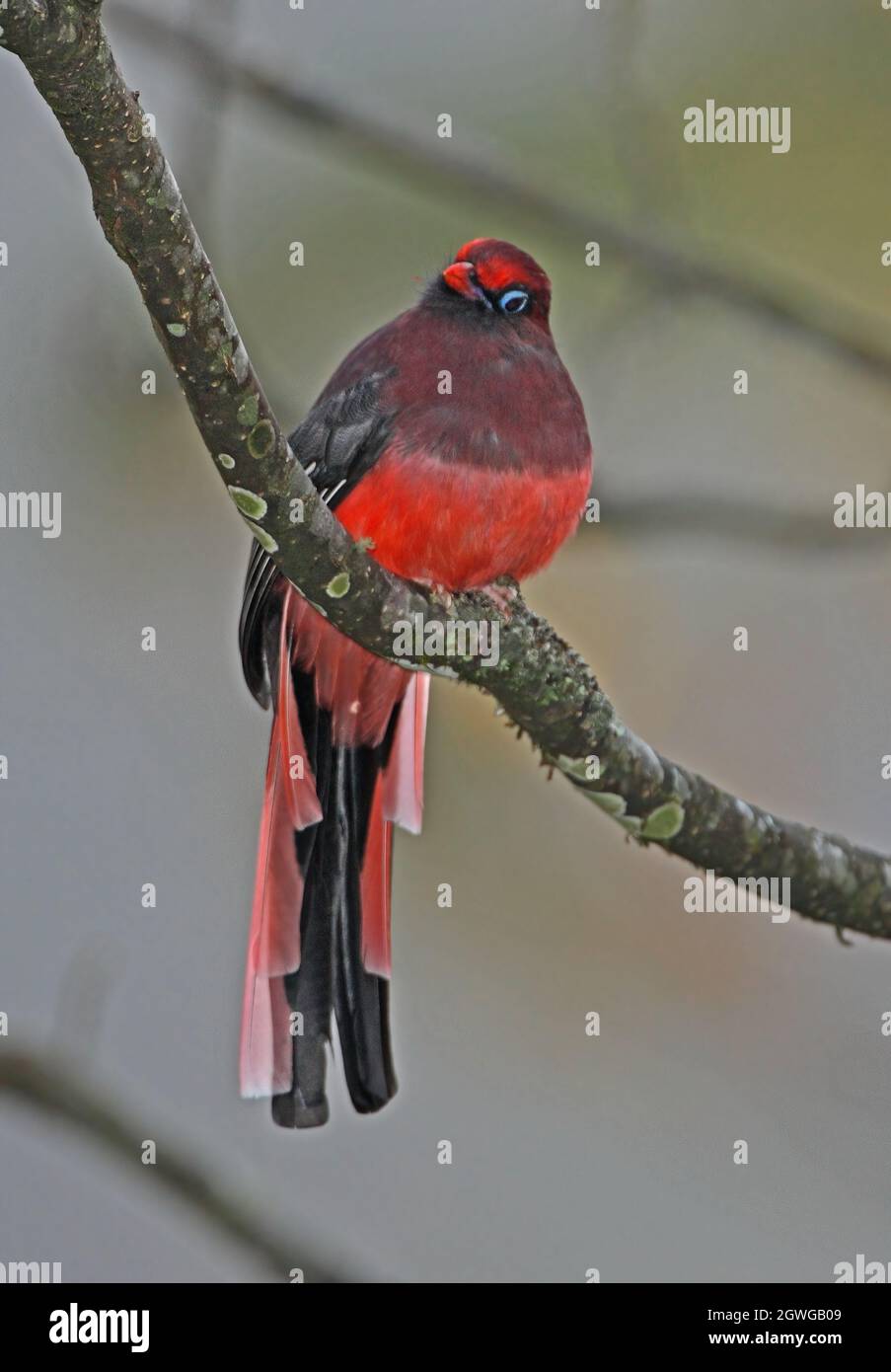 Harpactes Wardi Fotograf As E Im Genes De Alta Resoluci N Alamy