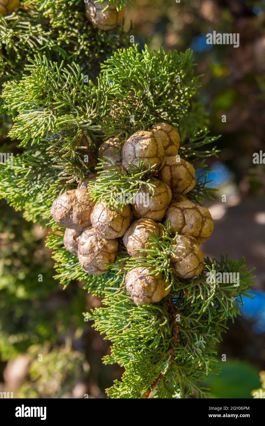 Ciprés italiano Cupressus sempervirens rama con conos Turquía