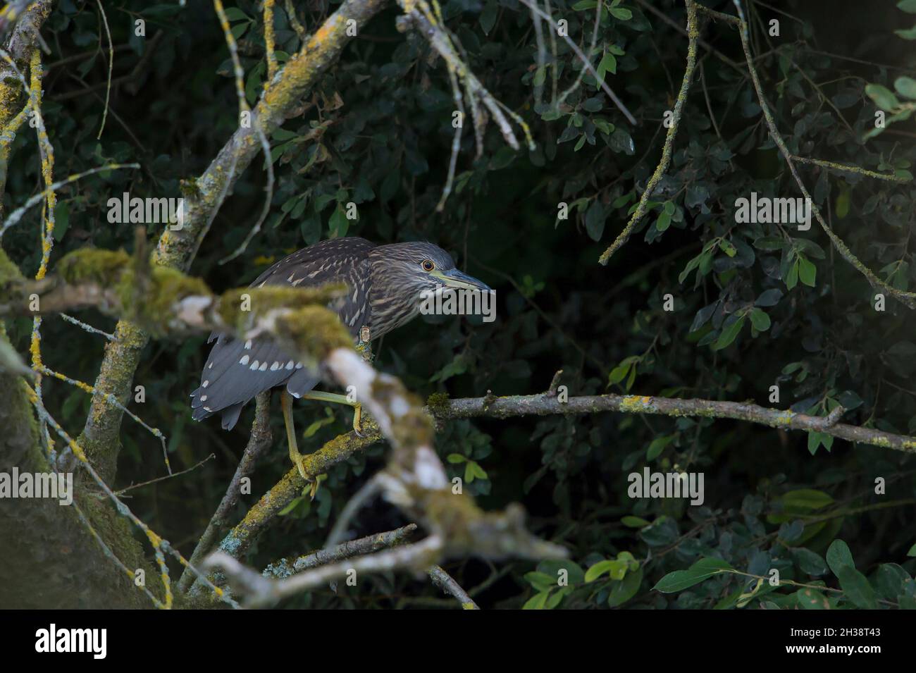 Garzas Nocturnas De Corona Negra Nycticorax Nycticorax Juveniles