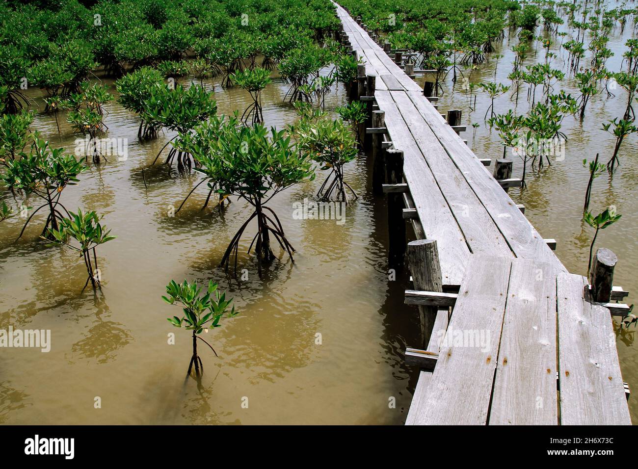 Reforestacion manglar fotografías e imágenes de alta resolución Alamy