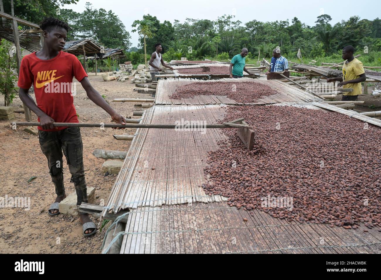 Costa De Marfil Pueblo Azagui Cultivo De Cacao Secado De Granos De