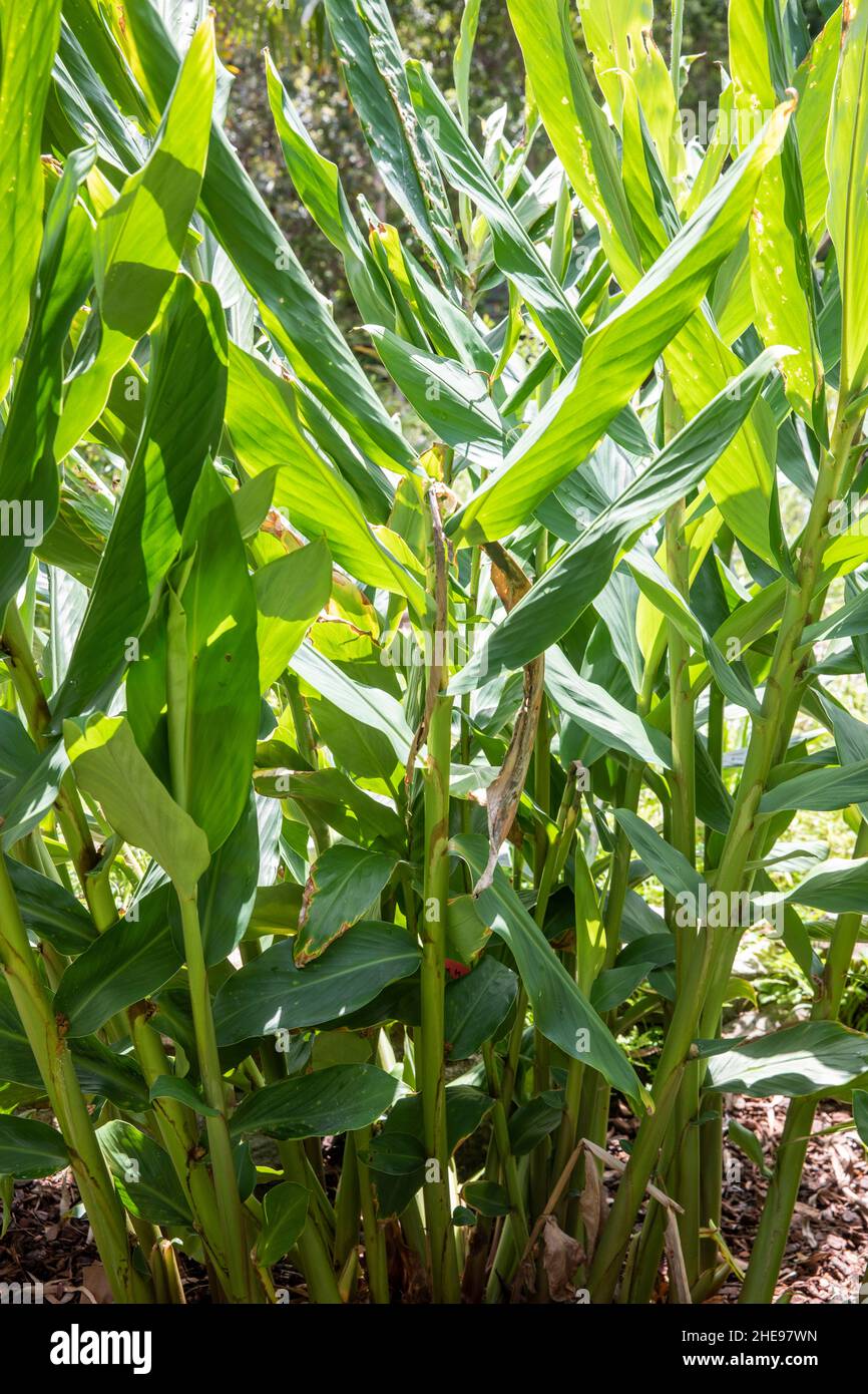 Hedychium Coronarium El Lirio De Guirnalda Blanca O Lirio De Jengibre