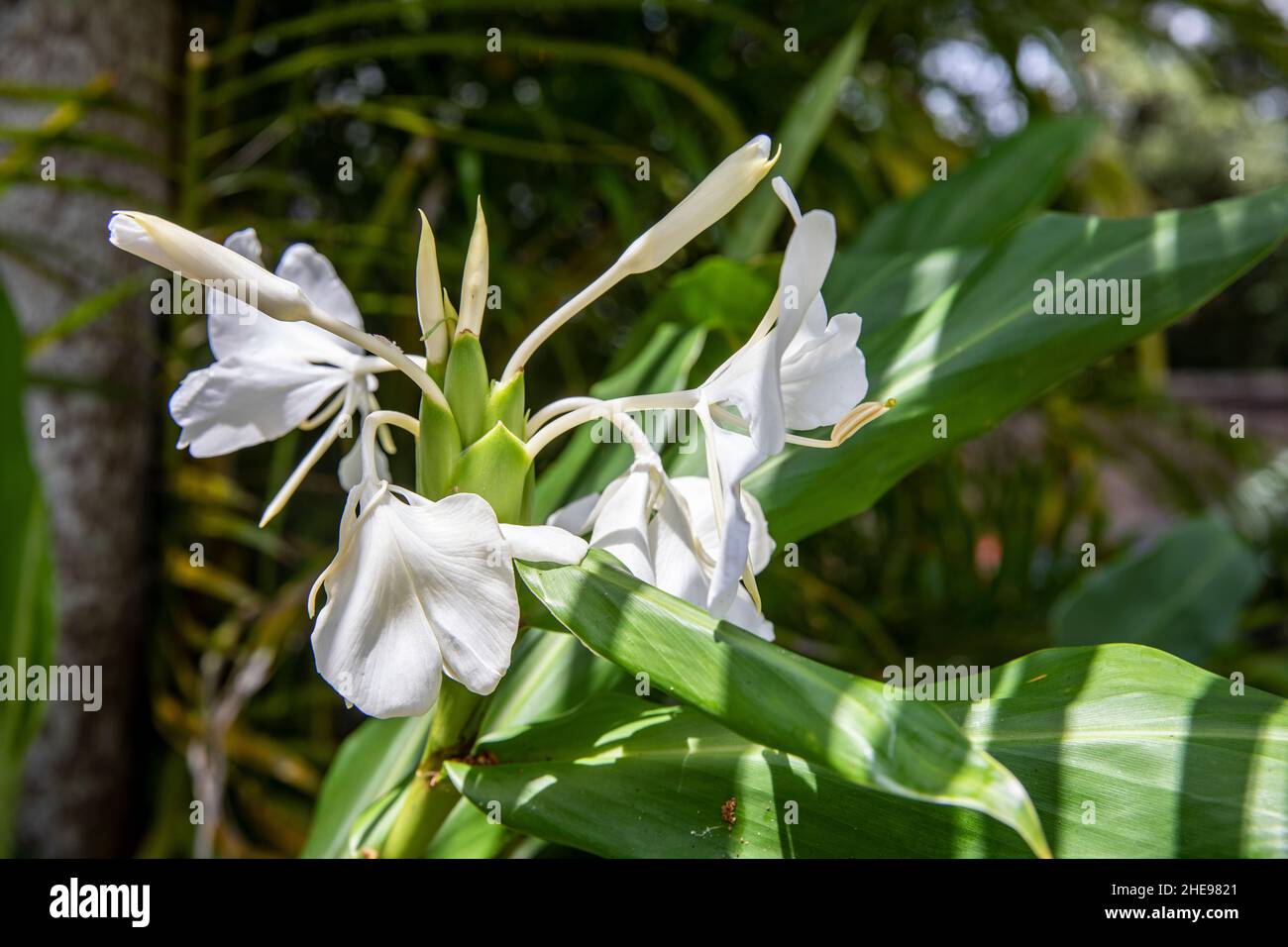 Hedychium Coronarium El Lirio De Guirnalda Blanca O Lirio De Jengibre