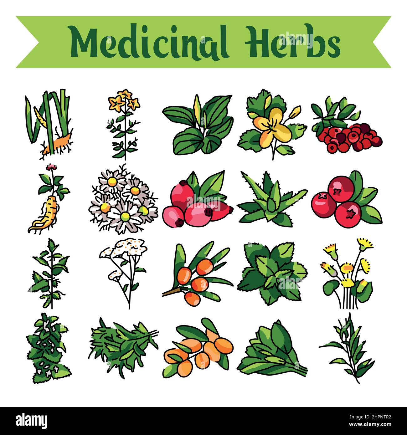 Conjunto de iconos de la línea de hierbas medicinales y plantas