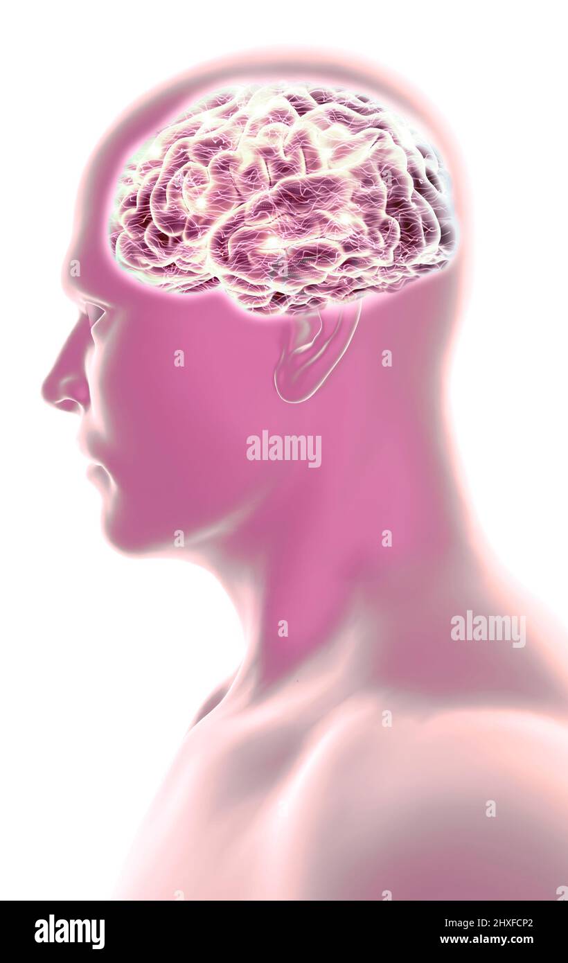 Cerebro Humano Y Rostro Del Hombre Vista Lateral Rayos X Enfermedad