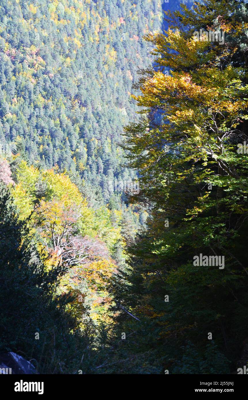 Bosques montañosos mixtos de la Reserva de la Biosfera de Ordesa