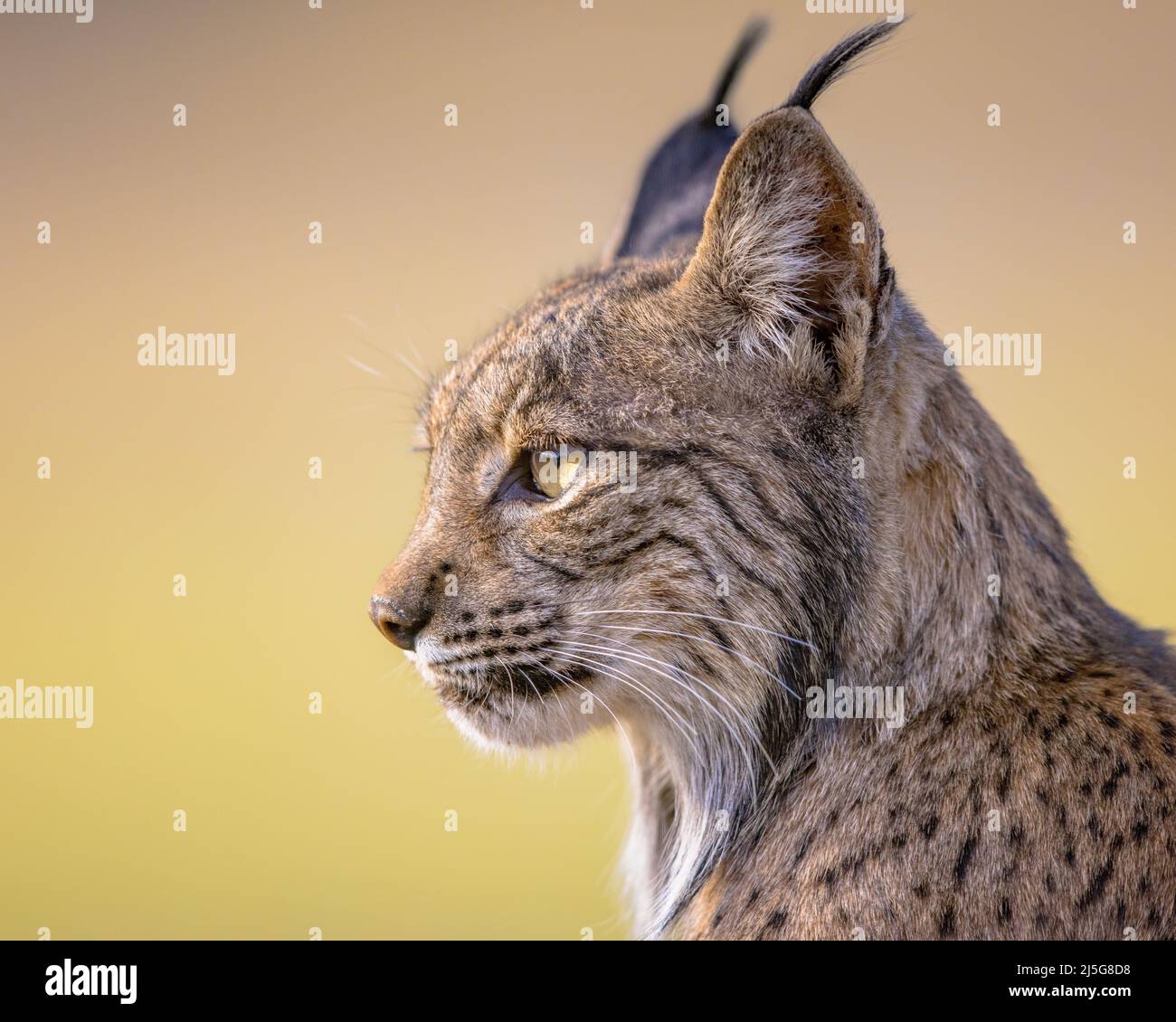 El Lince Ib Rico Lynx Pardinus Es Una Especie De Gato Silvestre