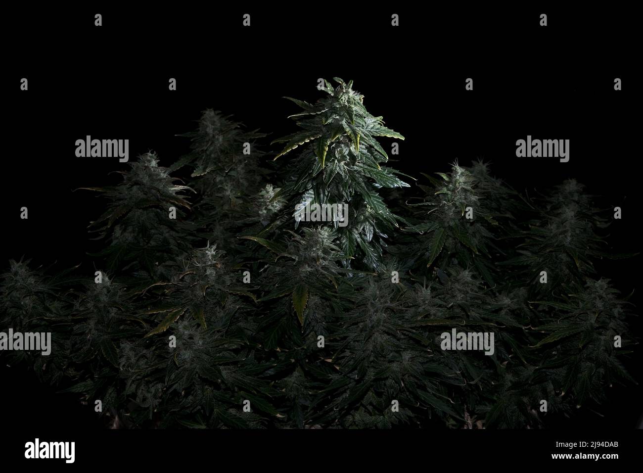 Arbusto De Cannabis Hembra Con Flores Y Estigmas Florecientes Planta